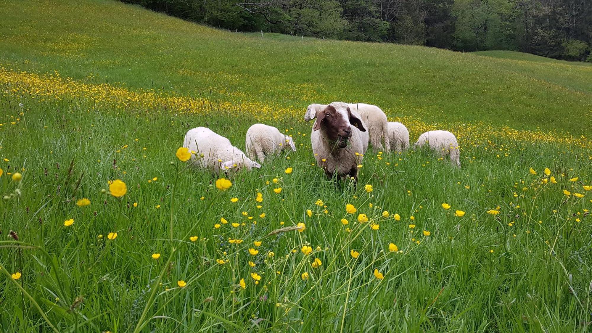 Ferienwohnung Hinterpommern - Chiemgaukarte Inzell Zewnętrze zdjęcie